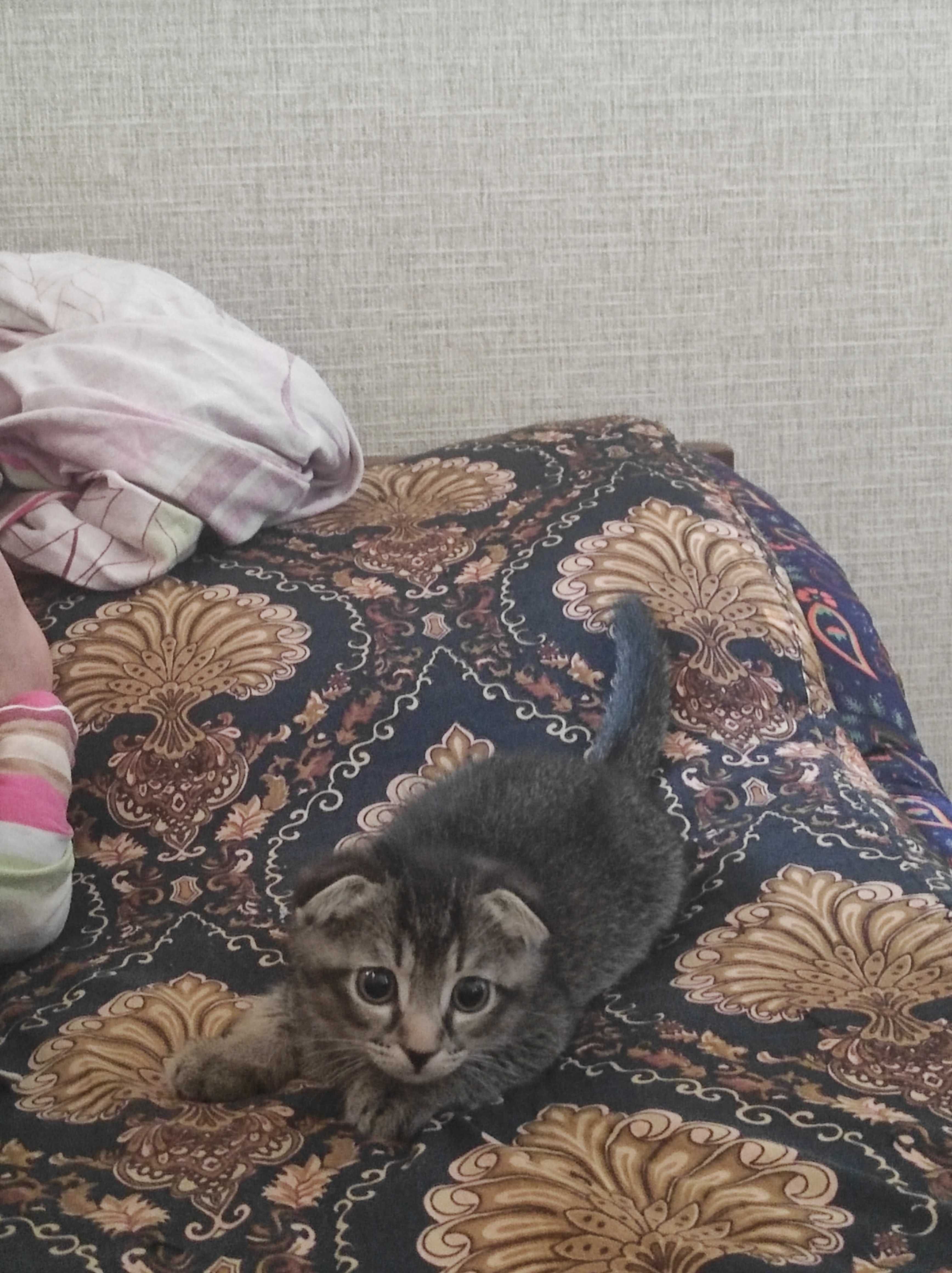 Продам кошку шотланский