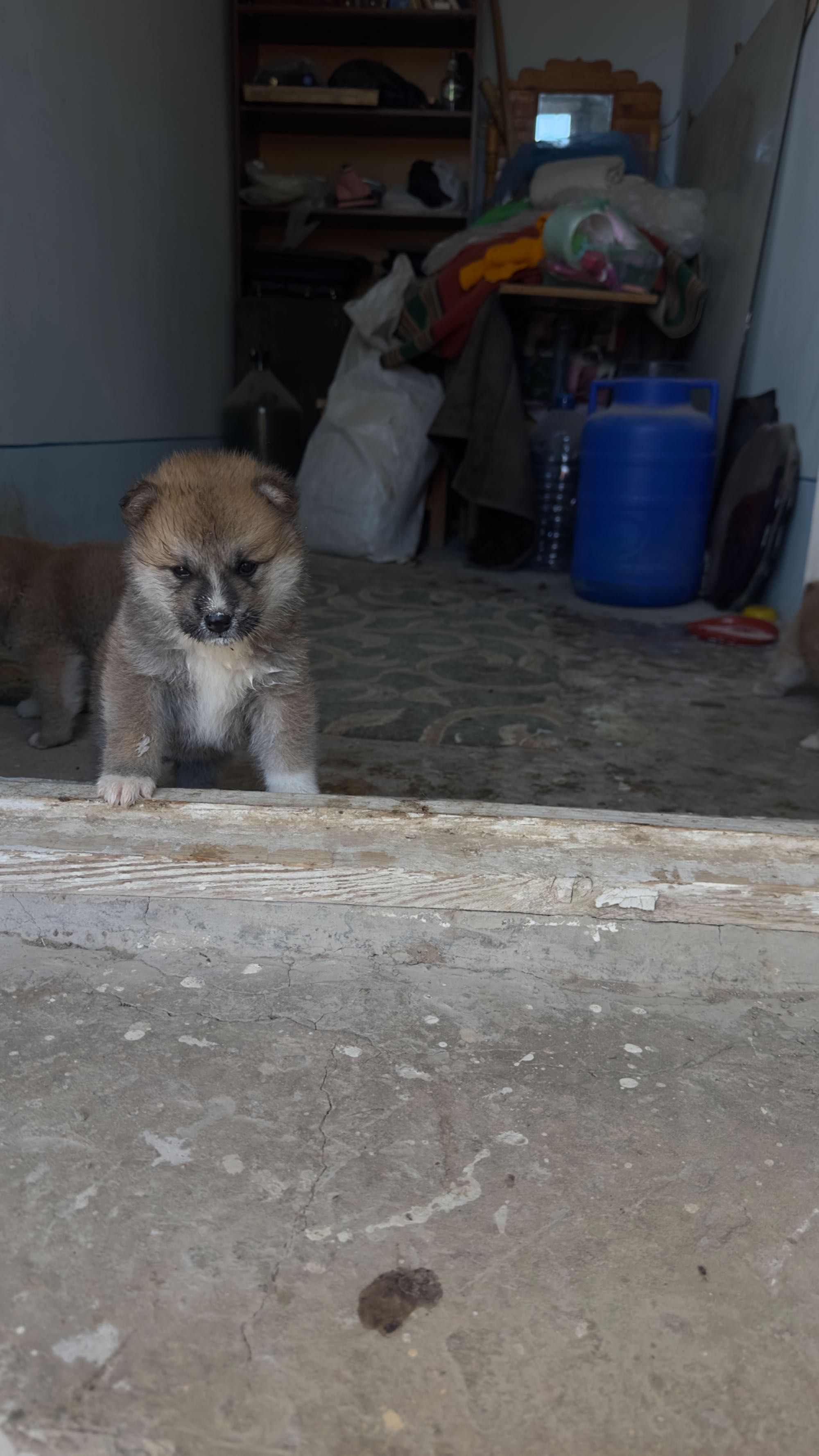 Продам щенка акиты ину