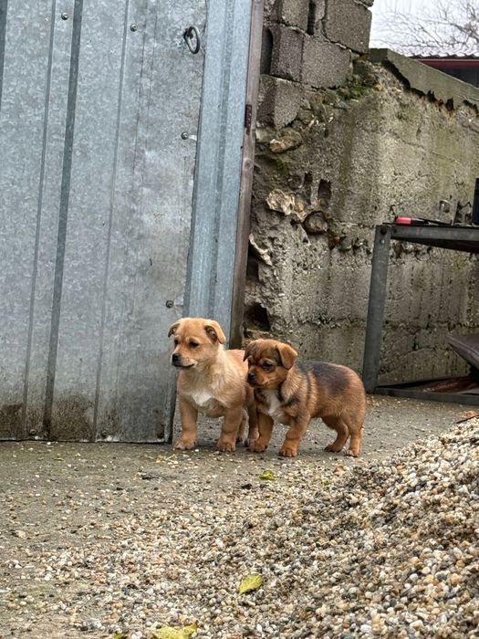 Donez 10 pui pichinezi din doua femele pichineze