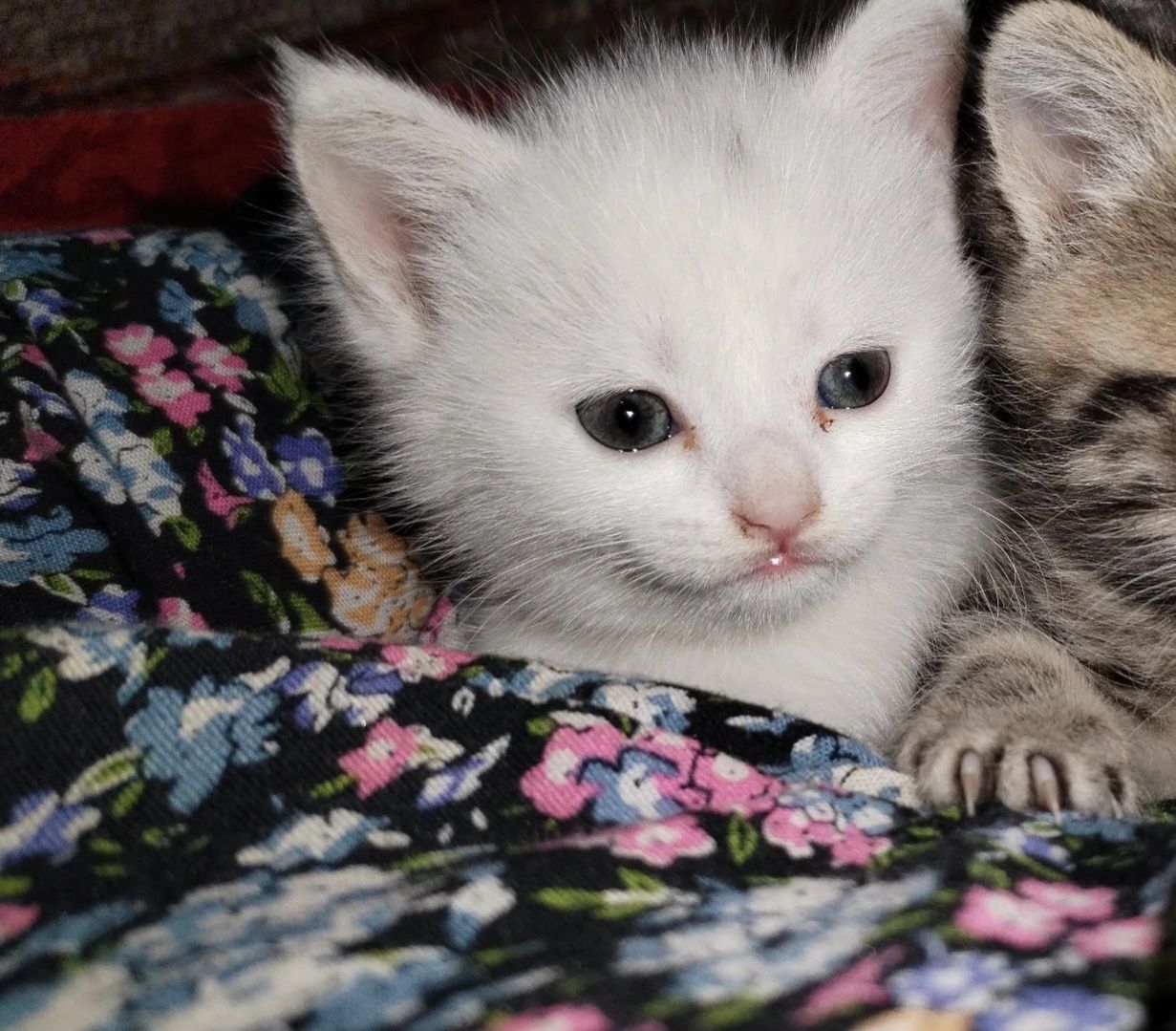 Продаётся котенок