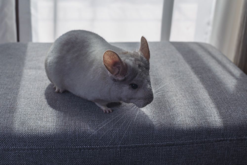 Chinchilla Sinsila Afro Violet/ Bej deschis și închis
