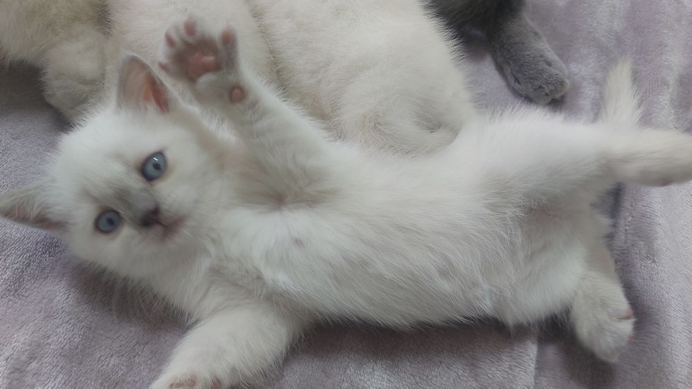 Продаётся скотиш страйт