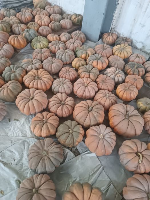 Тиква сладкая Аскабак