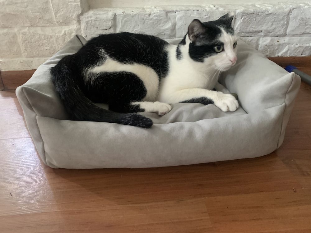 Антивандальный диванчик -лежанка для кошек и маленьких собак