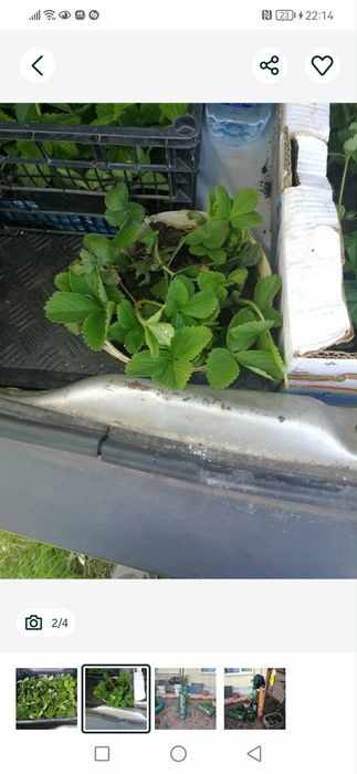 Stoloni capsuni romanesti