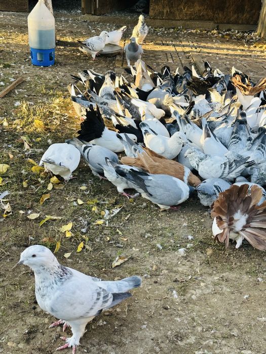 Porumbei standard si galateni
