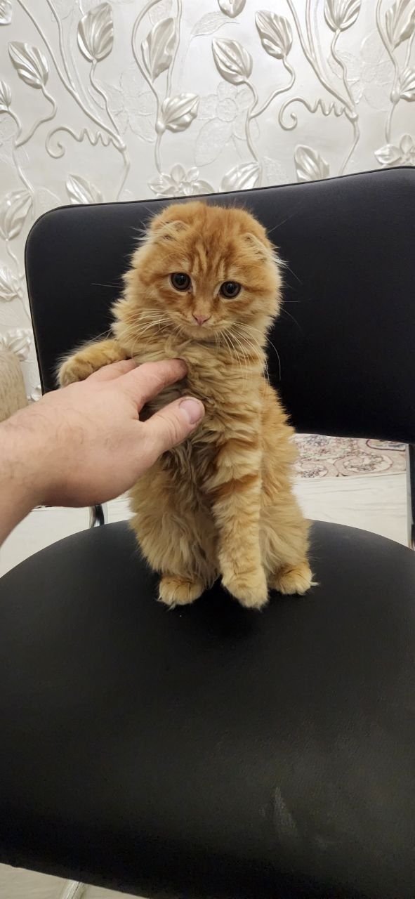 Продаеться кот, домашний скотишфольд британская
