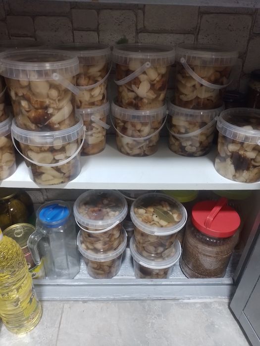 Грибы местные Рядовки