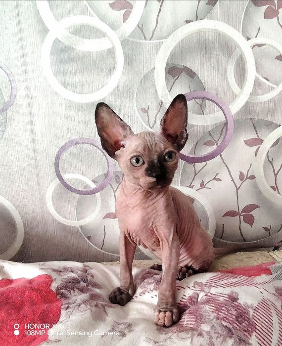 Сфинкс Канадский.