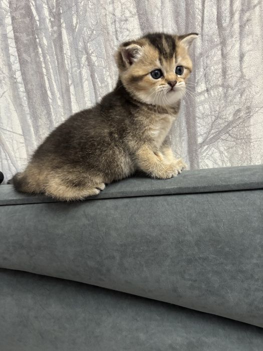 Котята золотая шиншилла