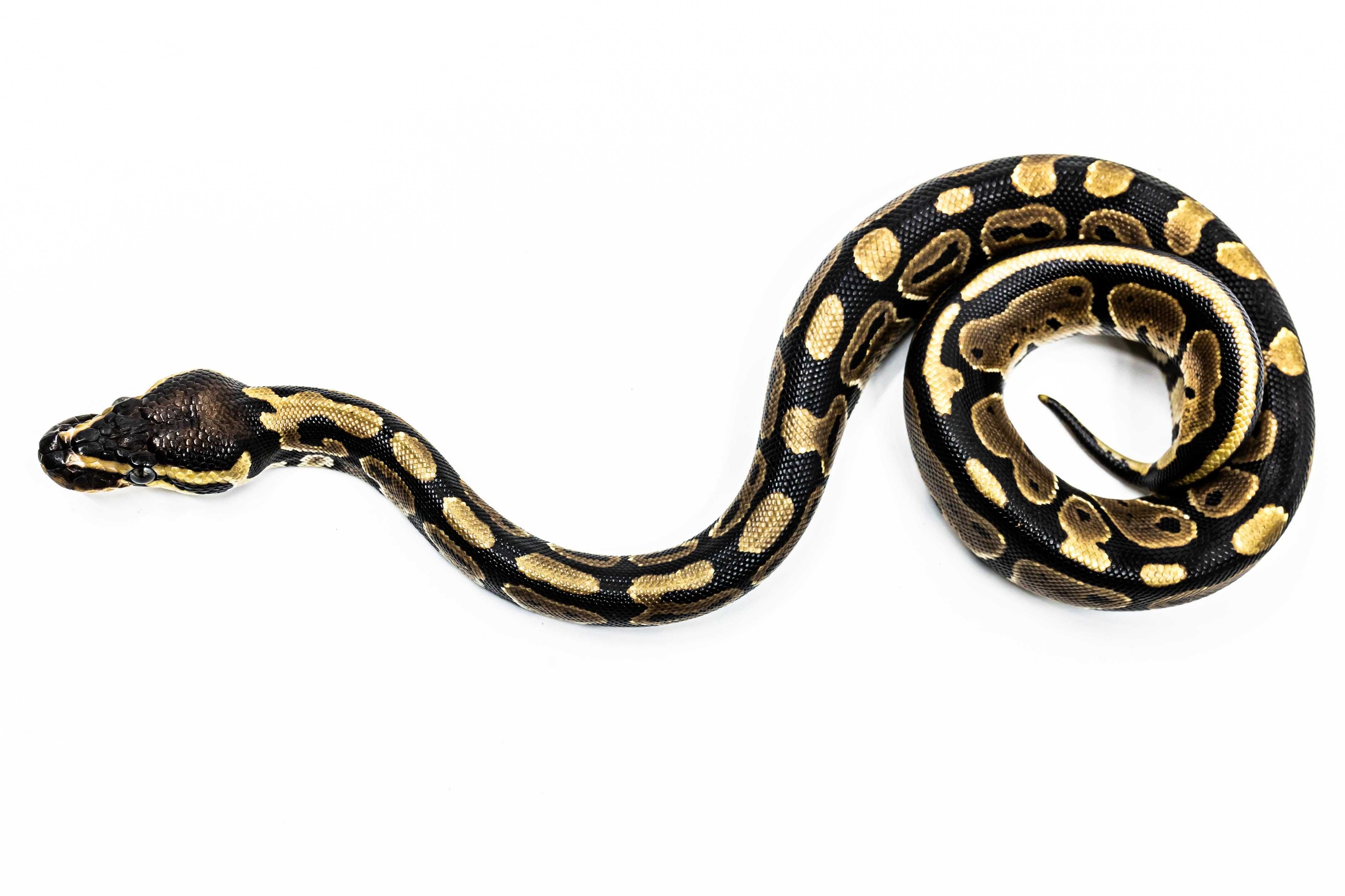 Pitoni Regali (Python Regius) juvenil