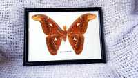 Картина с настоящей тропической бабочкой Павлиноглазка атлас