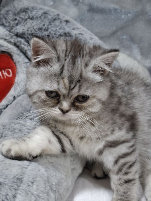 Шотландская скоттиш страйт