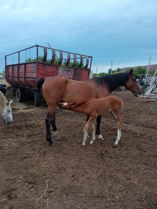 Лошадь 6 лет жеребая