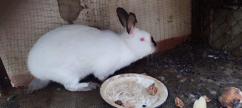 Quyonlar sotiladi. Продаются кролики!