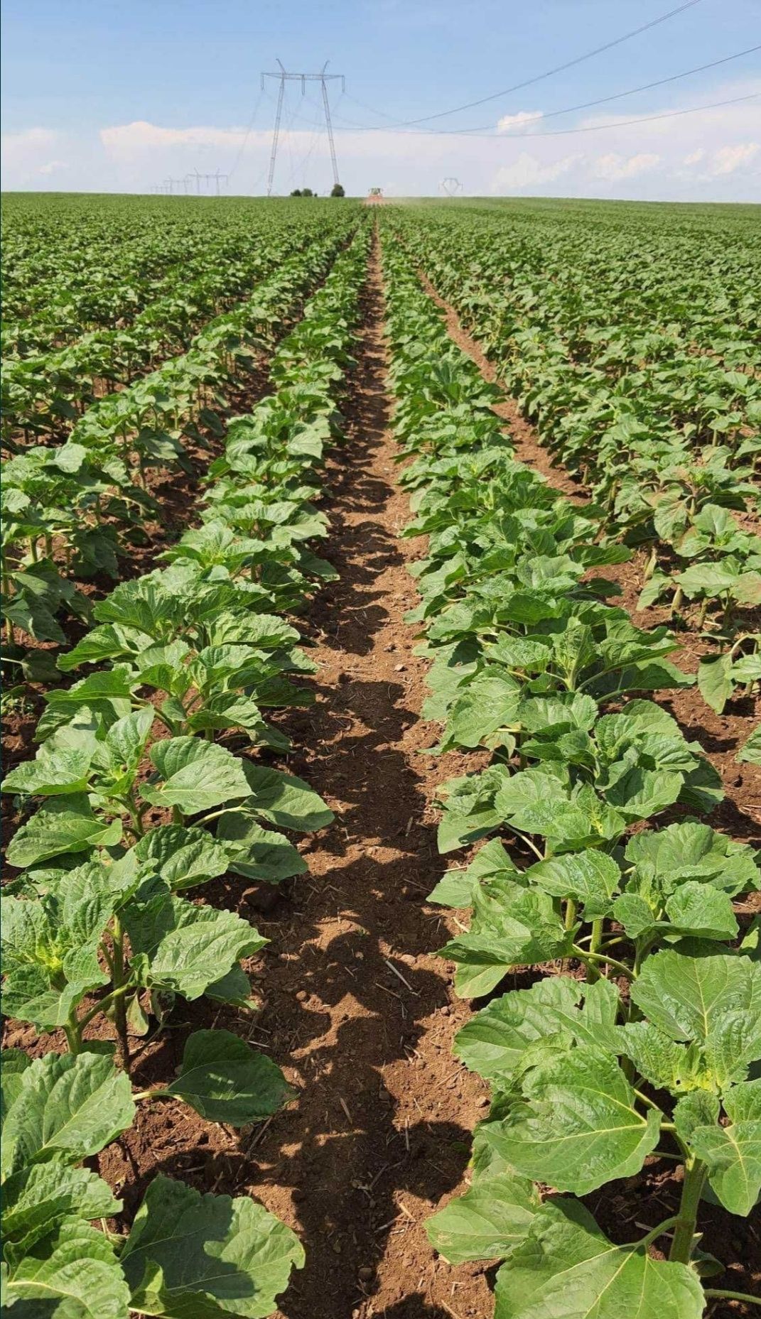 Prestari Lucrări Agricultura