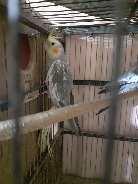 Продаётся папугай Карелла