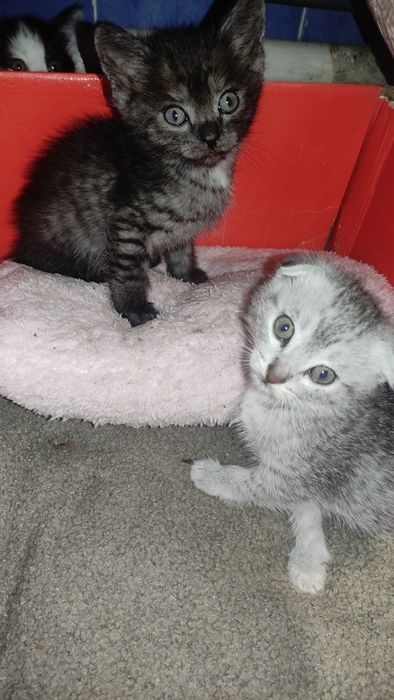 Отдам котят в хорошие руки