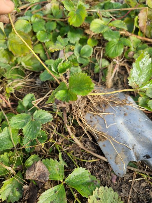 Stoloni de căpșuni – soi Premial