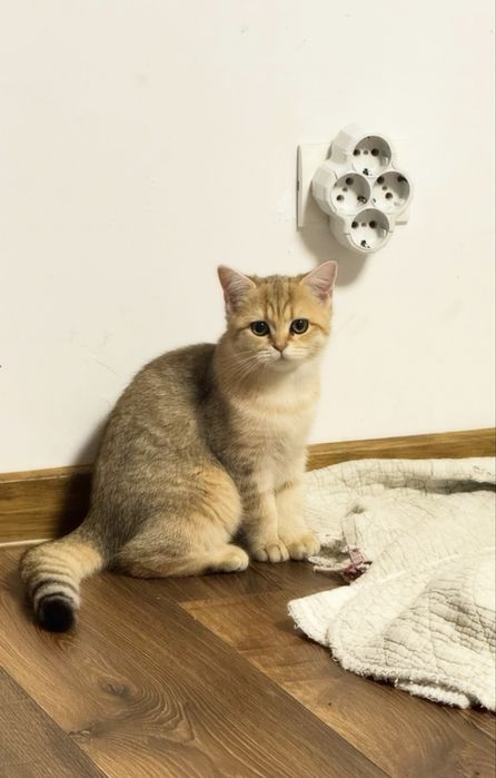 British chinchilla gold