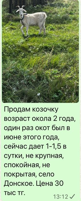 Козы дойные молодые. Село Донское, ВКО
