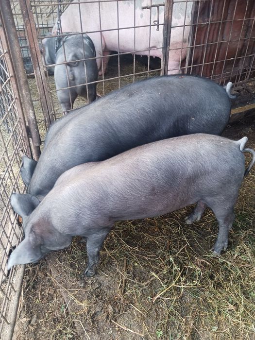 Vând 2 vitei pret negocieabil