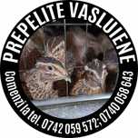 Prepelite vasluiene