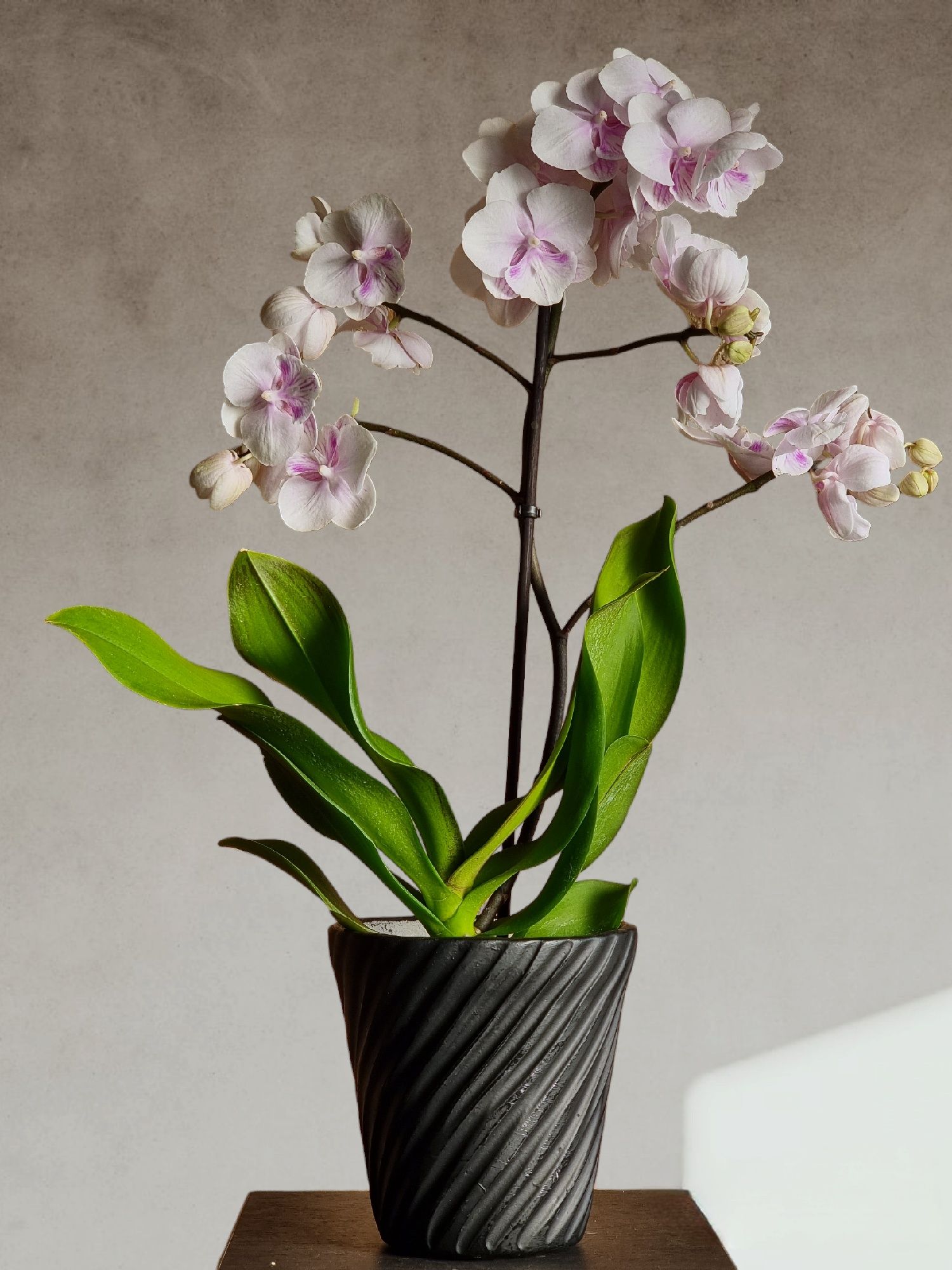 Цветущие и Отцветающие Орхидеи и Орхидея по невероятно низким ценам!!!