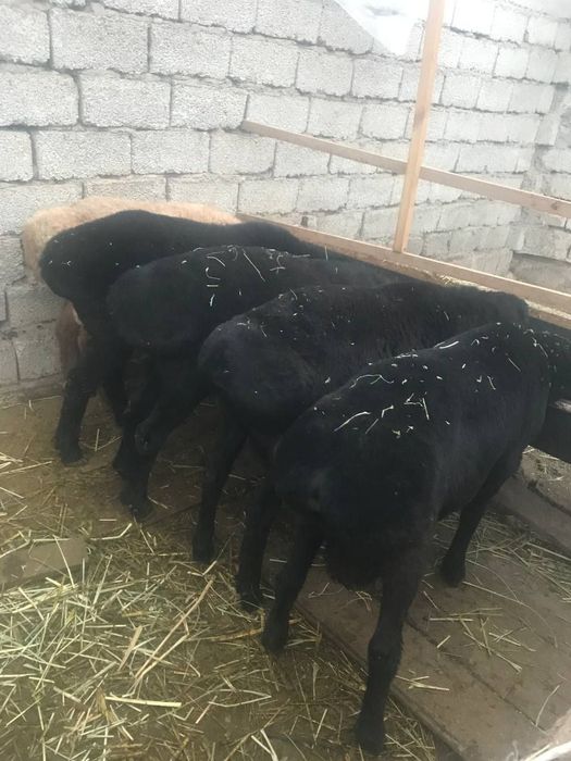 Qoy qochqorlar aqiqa va marosimlar uchun