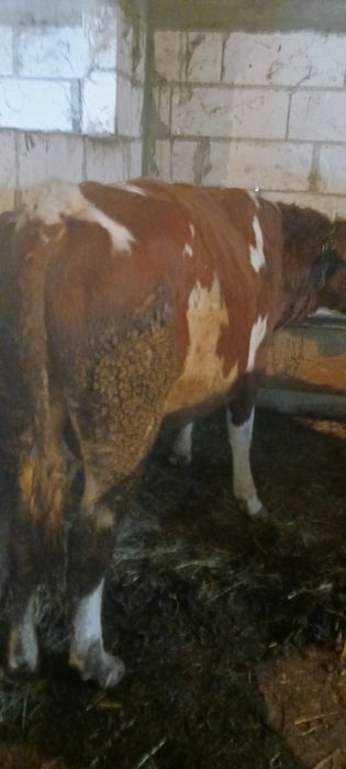 Junica  si taur de monta sau sacrificat