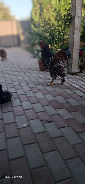 Cocoșii Brahma Porțelan