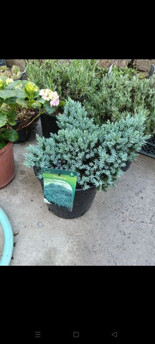 Можжевельники разных видов