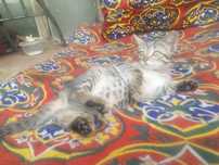 Продаётся котёнок, кошечка 2 месяца