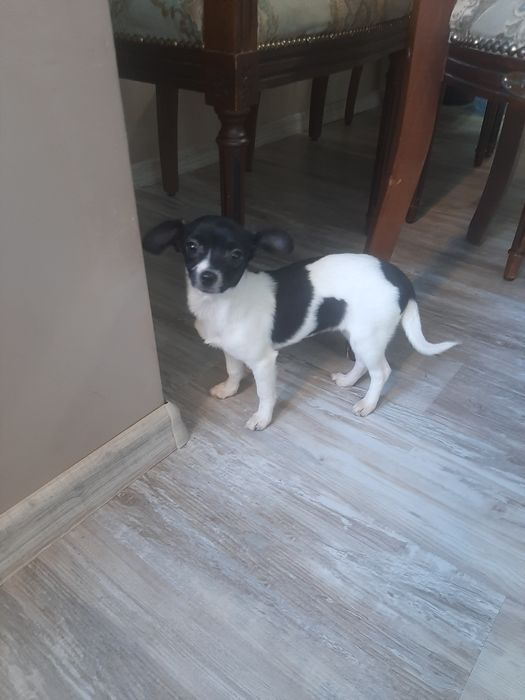 Чихуахуа момиченце