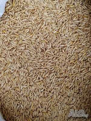 Овес реколта 2025