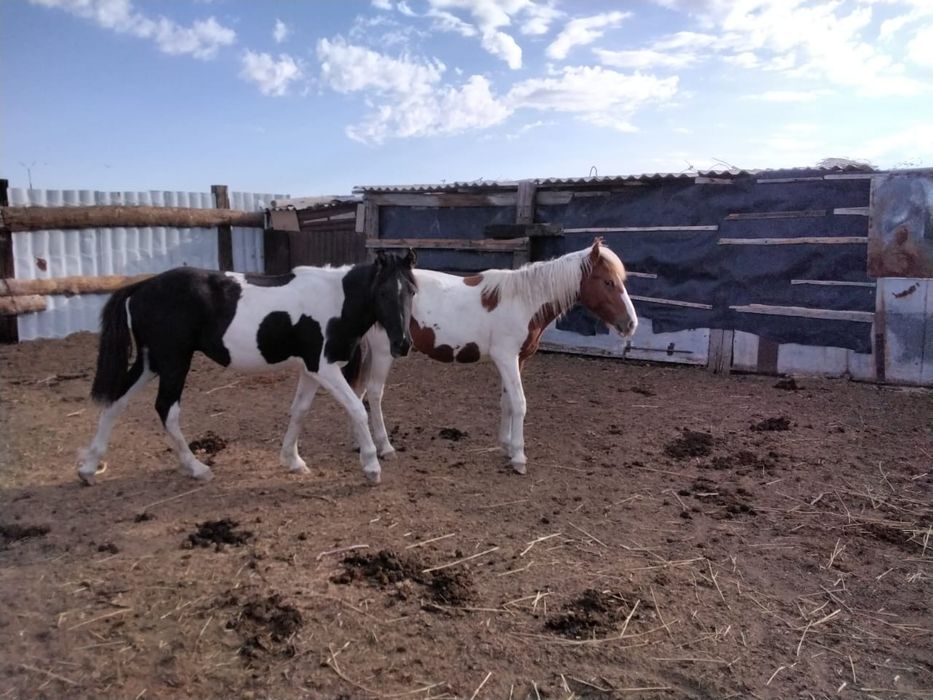 Ала тайлар сатылады