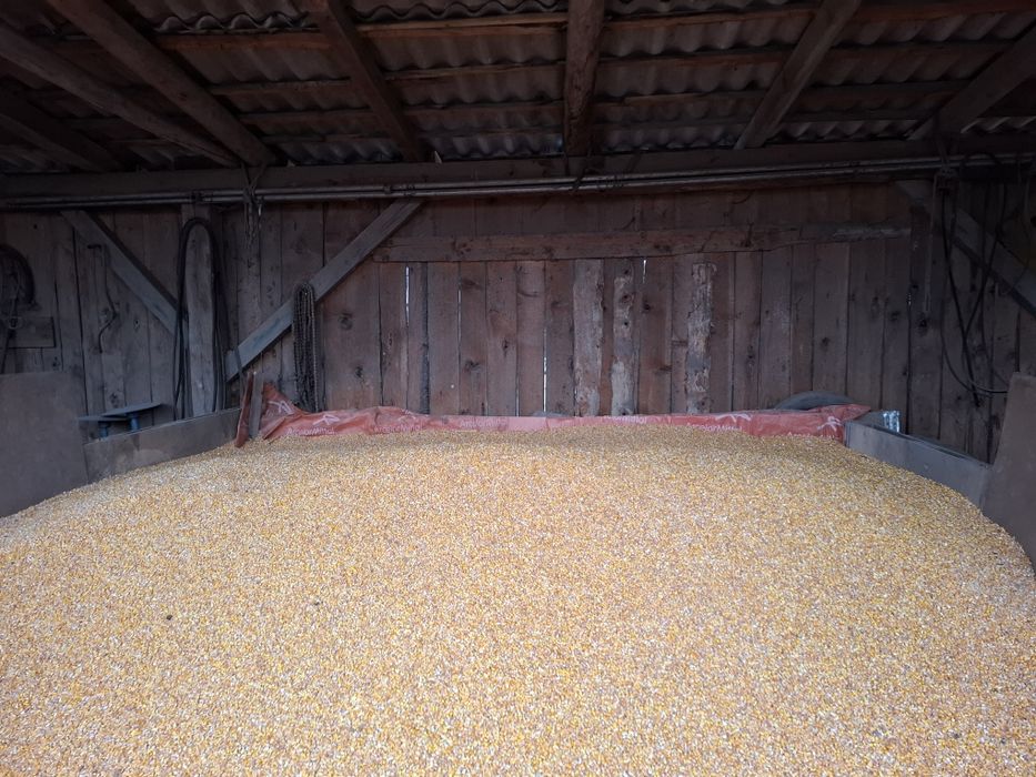 Vând cereale ovăz negru, grau