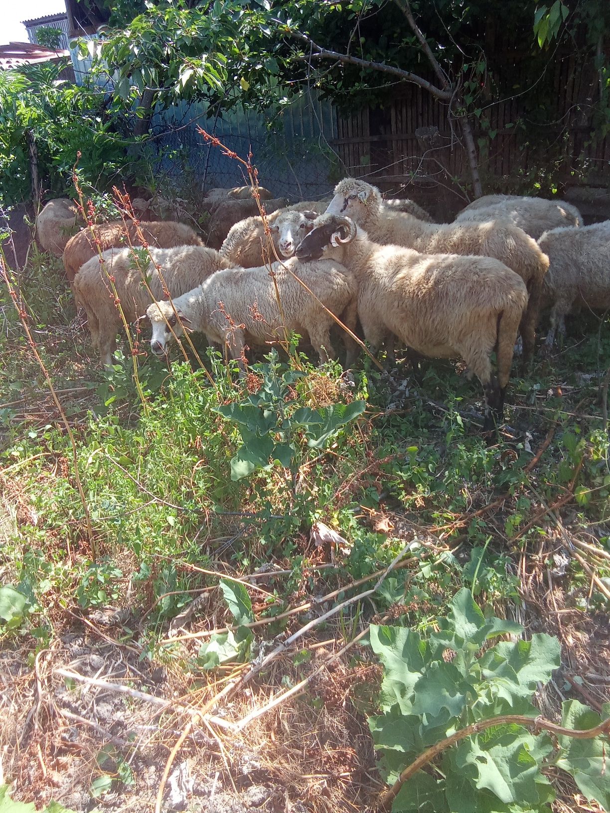 Vând 19 oi de ținut sau de taiat