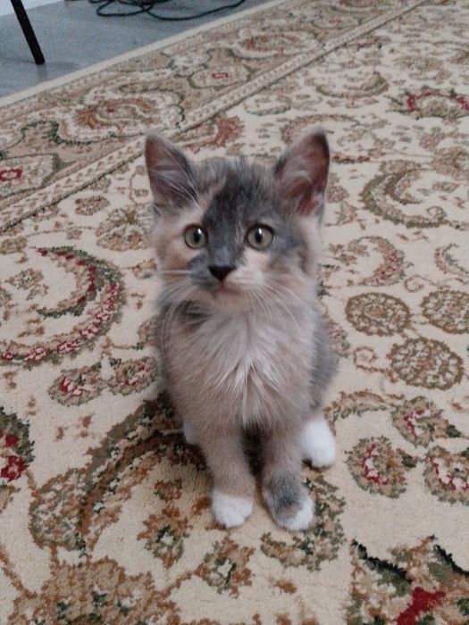 Котенок 2 месяца