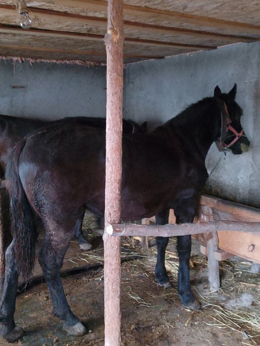 De vânzare cai tineri
