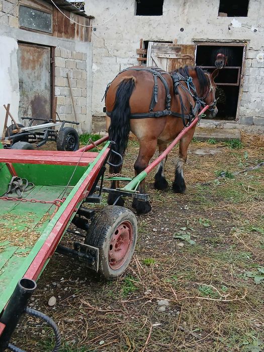 vand iapa gestanta, 7 ani
