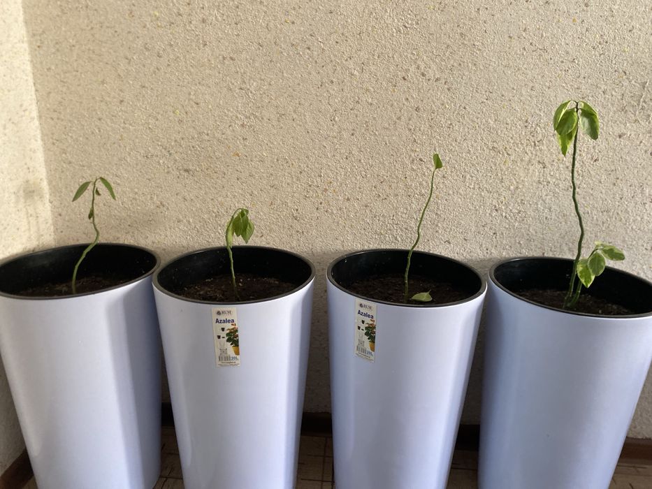 Горшки 20 литров с колесикам  + растения если надо