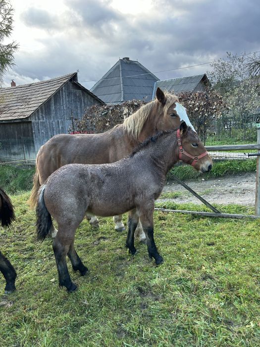 Cai semigrei doua iepe cu manji