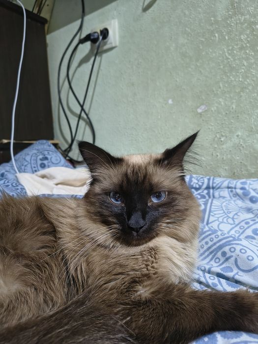 Домашний сиамские кот 1.5 годик