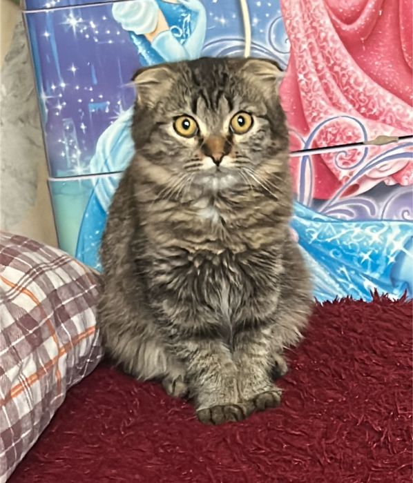 В добрые руки ,Бесплатно