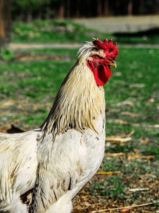 Vând  6 cocoși crescuți la curte