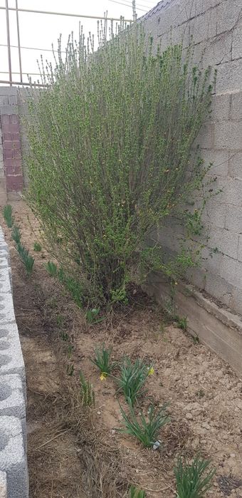 Куст. Живая изгородь