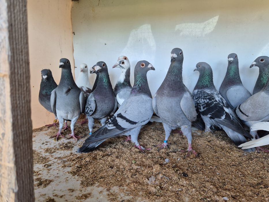 Vând porumbei voiajori