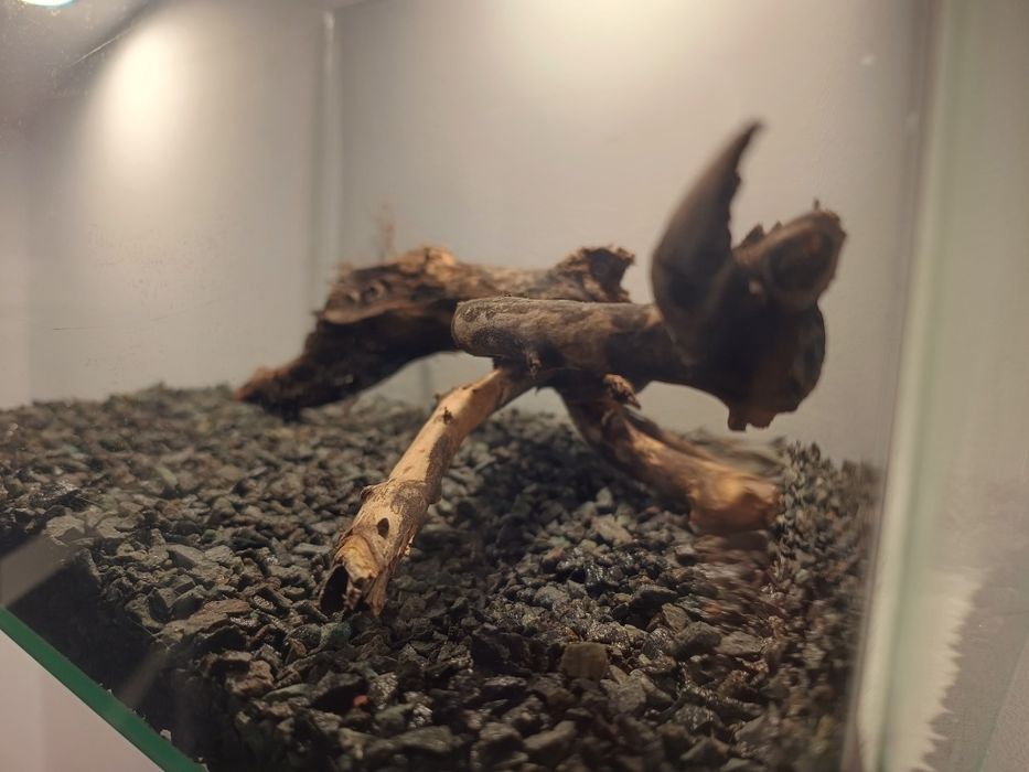 Acvariu aproape nou cu substrat si lemn natural decor