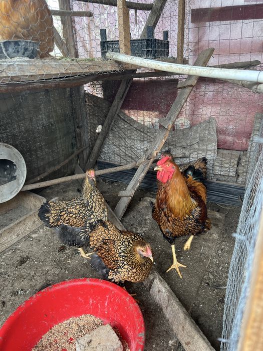 Vand gaini si cocosi Wiandotte